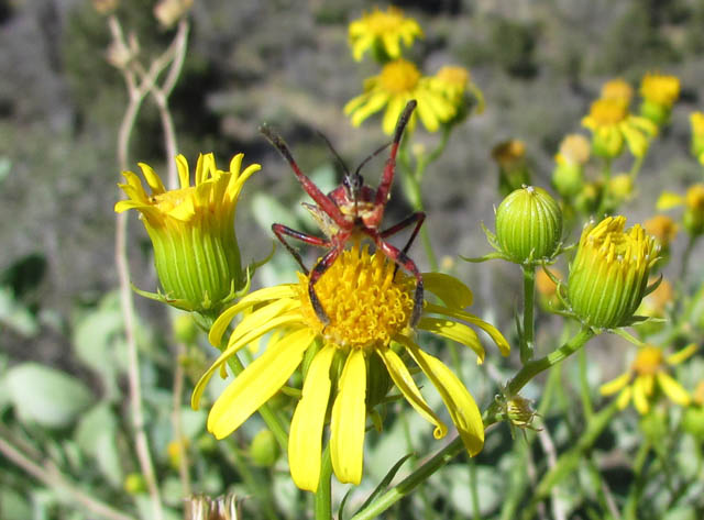 Yellow-belly Assassin Bug